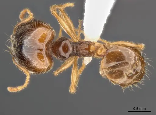 Pheidole pallidula - ANTWEB1008107