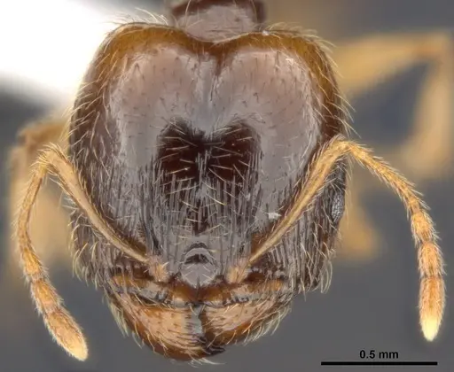 Pheidole pallidula - ANTWEB1008107