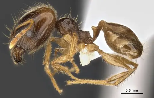 Pheidole pallidula - ANTWEB1008107
