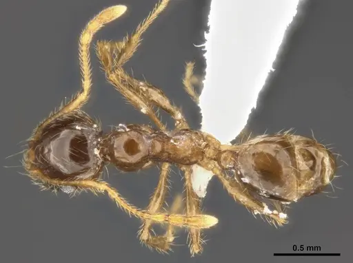 Pheidole pallidula - ANTWEB1008108