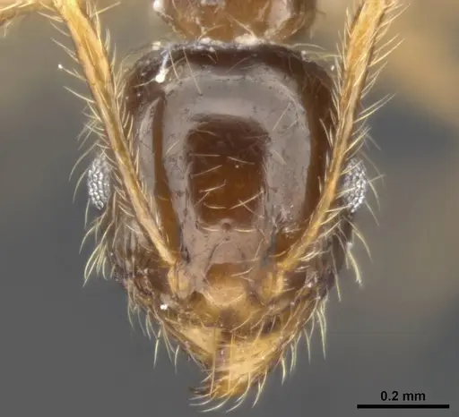 Pheidole pallidula - ANTWEB1008108