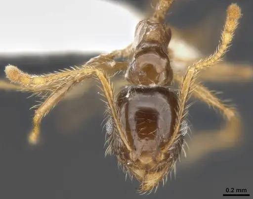 Pheidole pallidula - ANTWEB1008108