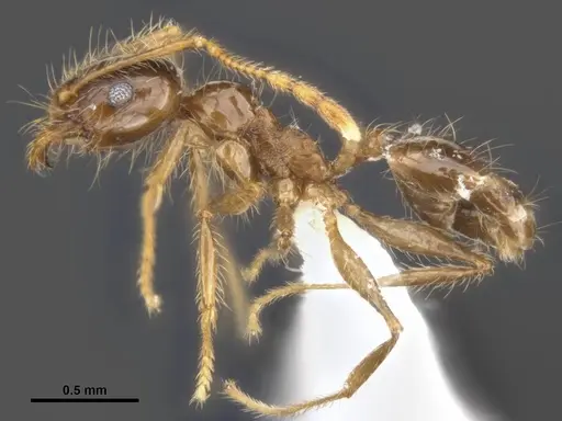 Pheidole pallidula - ANTWEB1008108