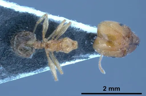 Pheidole pallidula - ANTWEB1038029