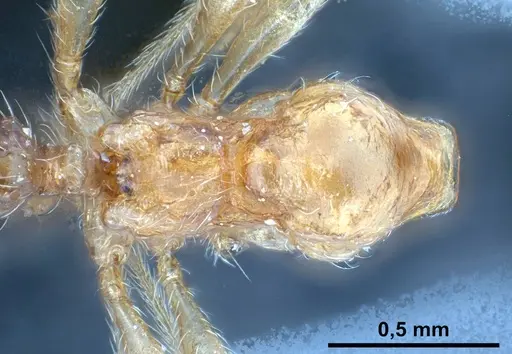 Pheidole pallidula - ANTWEB1038029