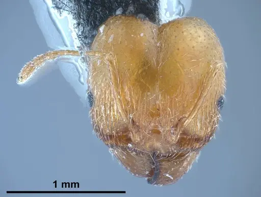 Pheidole pallidula - ANTWEB1038029