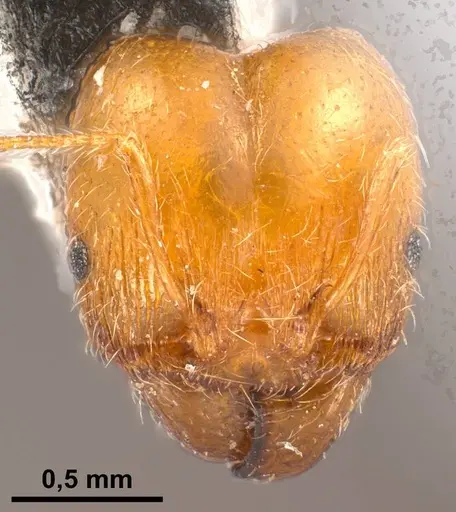 Pheidole pallidula - ANTWEB1038029