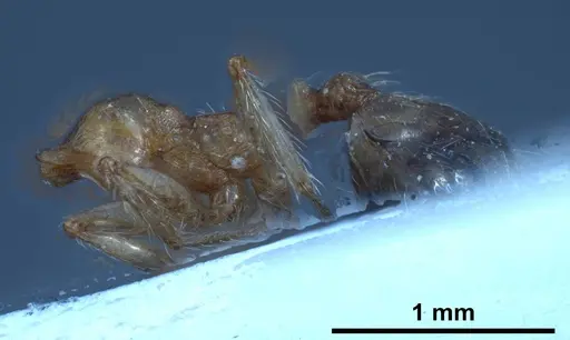 Pheidole pallidula - ANTWEB1038029