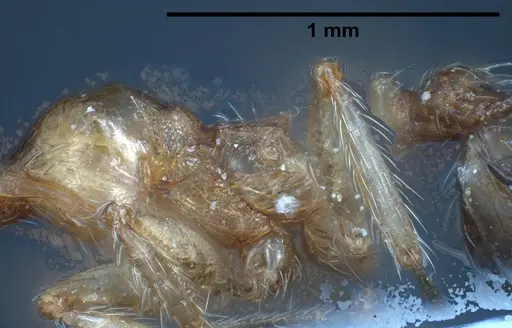 Pheidole pallidula - ANTWEB1038029