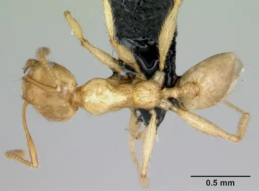 Pheidole pallidula - CASENT0080858