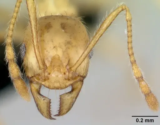 Pheidole pallidula - CASENT0080858