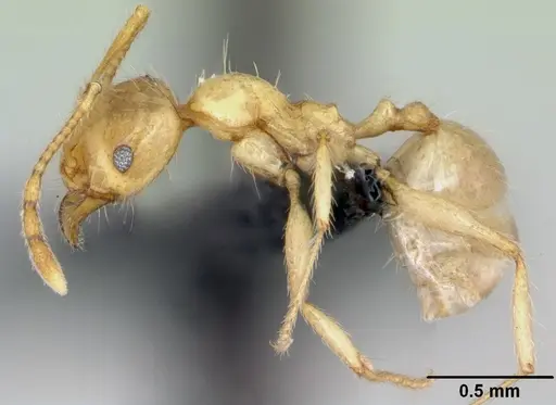 Pheidole pallidula - CASENT0080858