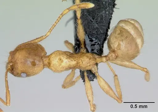 Pheidole pallidula - CASENT0080859