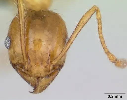 Pheidole pallidula - CASENT0080859