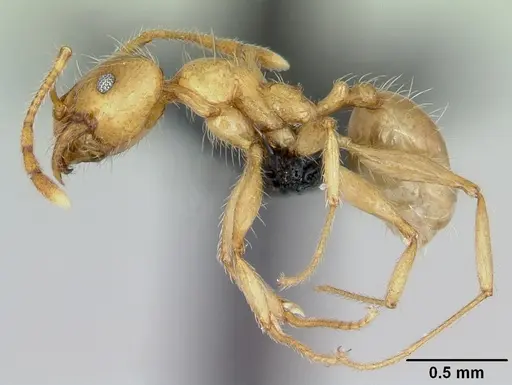 Pheidole pallidula - CASENT0080859