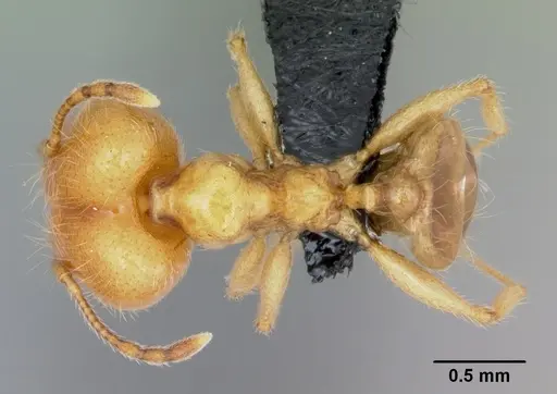 Pheidole pallidula - CASENT0080860