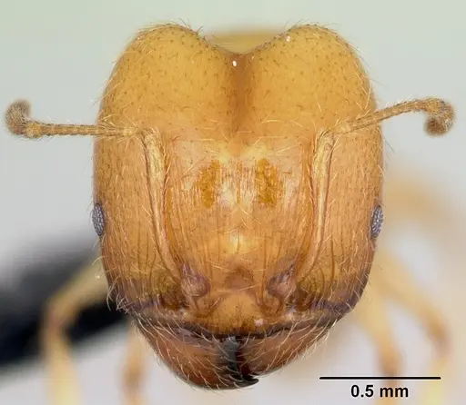 Pheidole pallidula - CASENT0080860