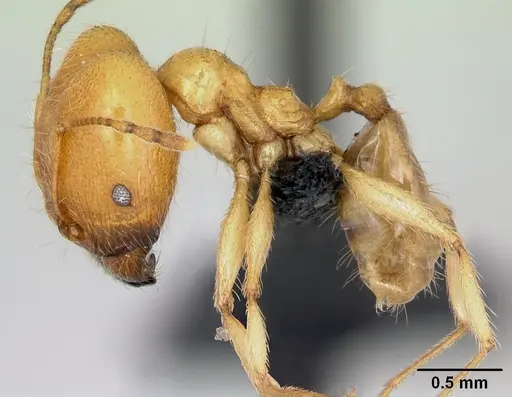 Pheidole pallidula - CASENT0080860