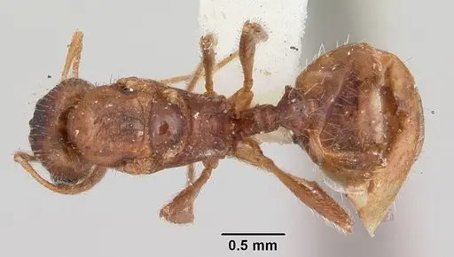 Pheidole pallidula - CASENT0103144