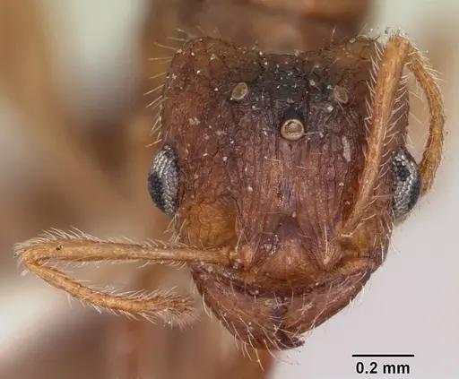 Pheidole pallidula - CASENT0103144