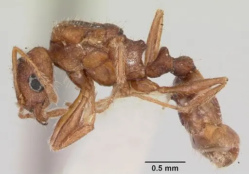 Pheidole pallidula - CASENT0103144