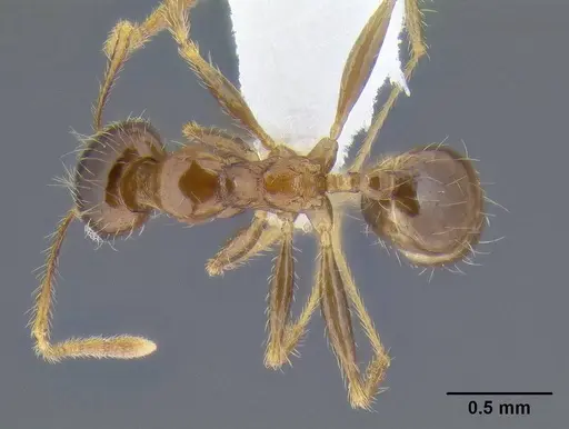 Pheidole pallidula - CASENT0106290