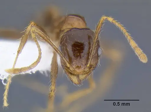 Pheidole pallidula - CASENT0106290