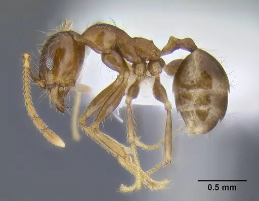 Pheidole pallidula - CASENT0106290