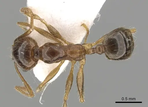 Pheidole pallidula - CASENT0249410