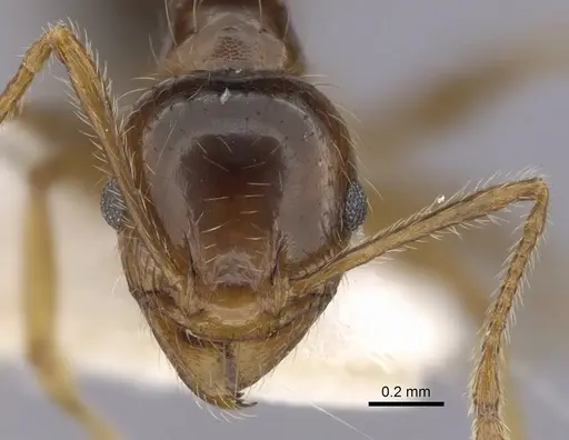 Pheidole pallidula - CASENT0249410