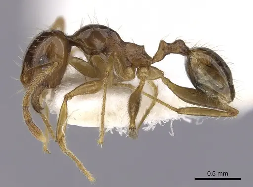 Pheidole pallidula - CASENT0249410