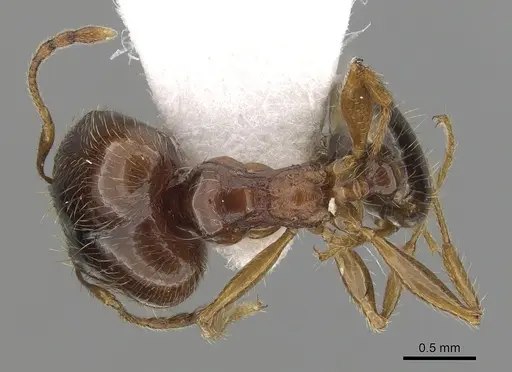 Pheidole pallidula - CASENT0249411