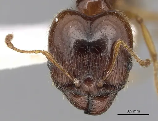 Pheidole pallidula - CASENT0249411
