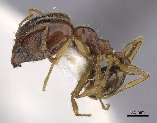 Pheidole pallidula - CASENT0249411