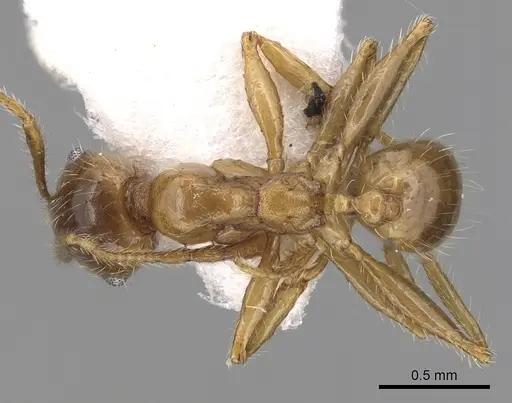 Pheidole pallidula - CASENT0249415