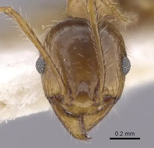 Pheidole pallidula - CASENT0249415