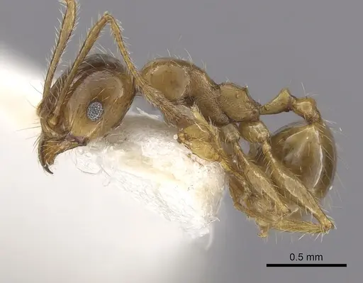 Pheidole pallidula - CASENT0249415