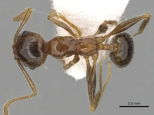 Pheidole pallidula - CASENT0249421