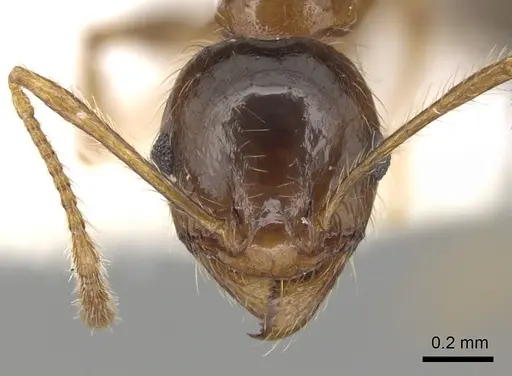 Pheidole pallidula - CASENT0249421