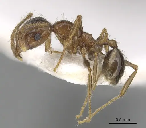 Pheidole pallidula - CASENT0249421