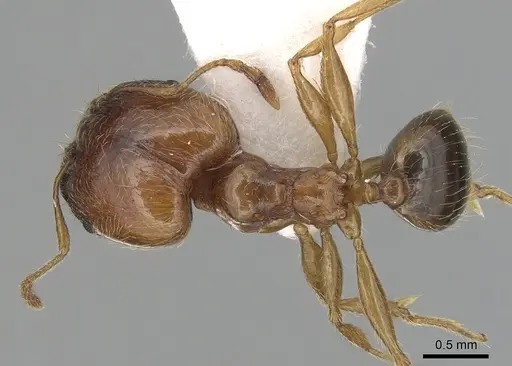 Pheidole pallidula - CASENT0249422