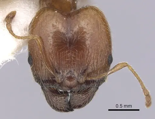 Pheidole pallidula - CASENT0249422