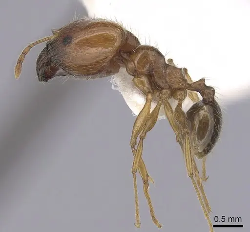 Pheidole pallidula - CASENT0249422