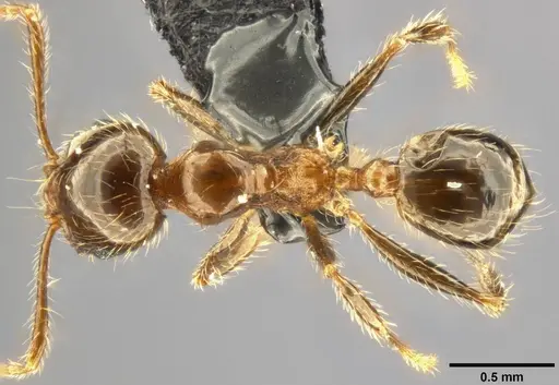 Pheidole pallidula - CASENT0282688