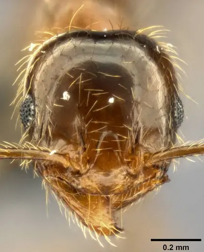 Pheidole pallidula - CASENT0282688