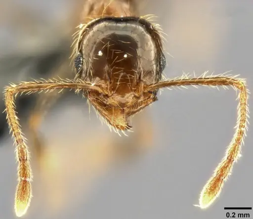 Pheidole pallidula - CASENT0282688