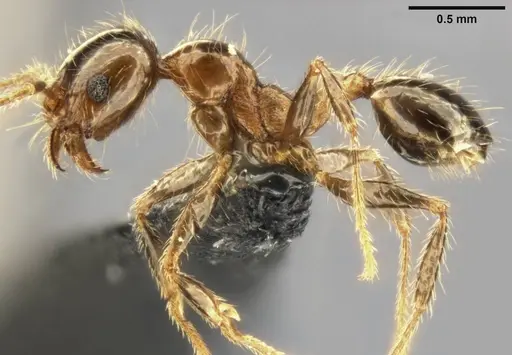 Pheidole pallidula - CASENT0282688