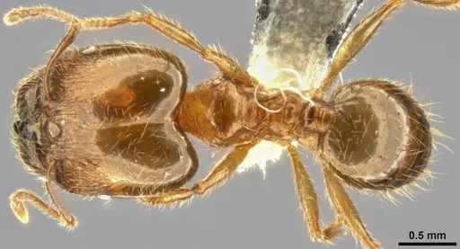 Pheidole pallidula - CASENT0283442