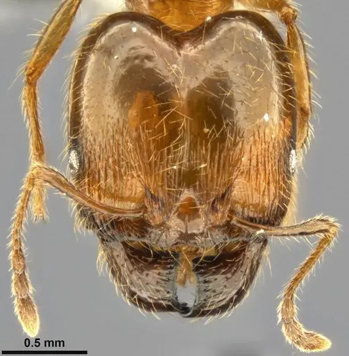Pheidole pallidula - CASENT0283442