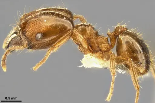Pheidole pallidula - CASENT0283442